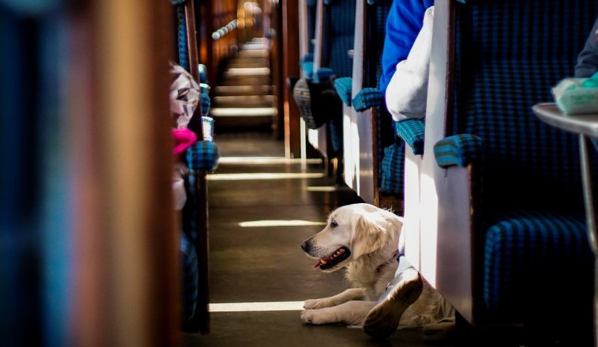Правила перевезення домашніх тварин у поїздах Укрзалізниці