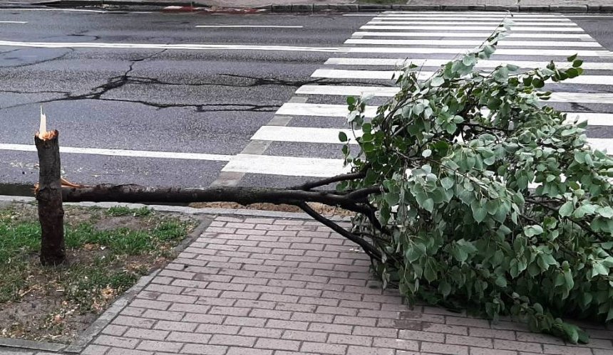 У Києві сильний вітер повалив 260 дерев: які райони постраждали найбільше (фото)