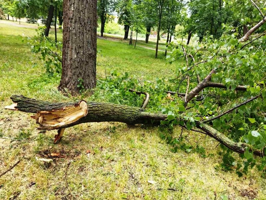 У Києві сильний вітер повалив 260 дерев: які райони постраждали найбільше