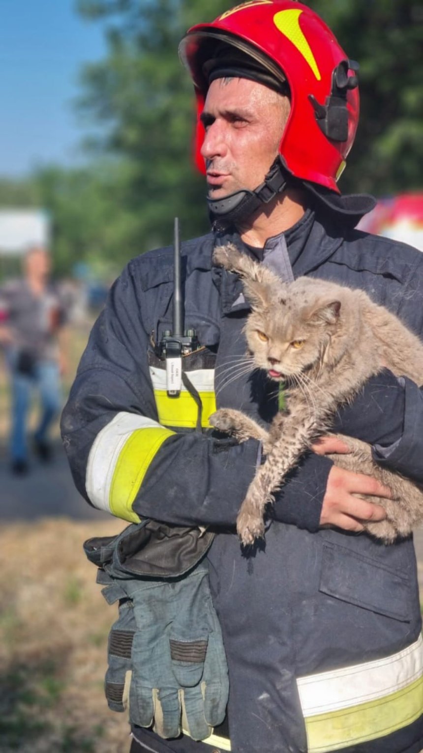 ДСНС врятували кота з пошкодженого вибухом будинку, 22 червня 2023