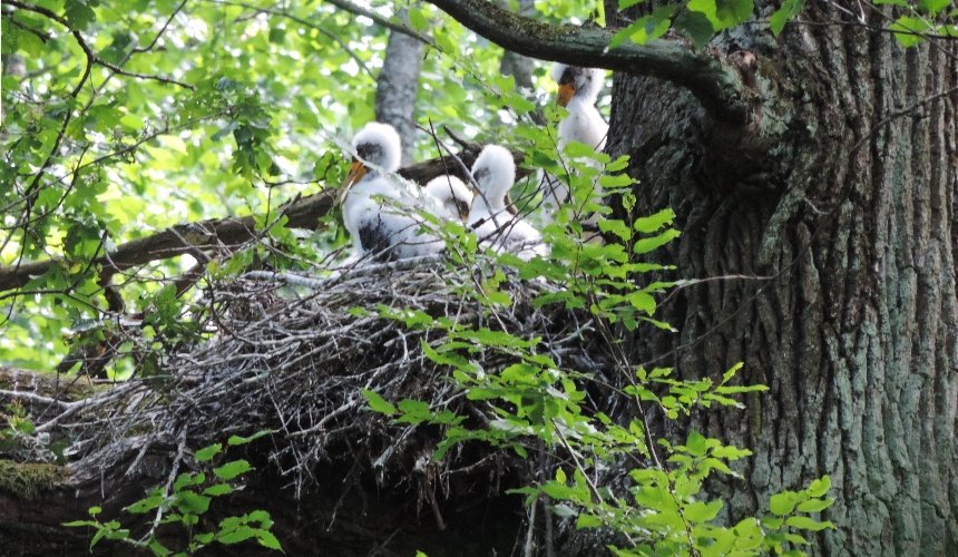 На Київщині створили охоронні зони для захисту рідкісних птахів: фото