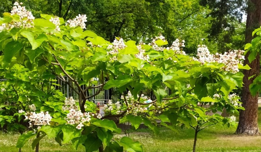 У парку Партизанської слави зацвіли катальпи: фото