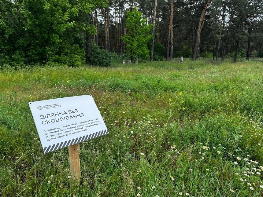 У Києві збільшать кількість ділянок без скошування та декоративних луків: деталі