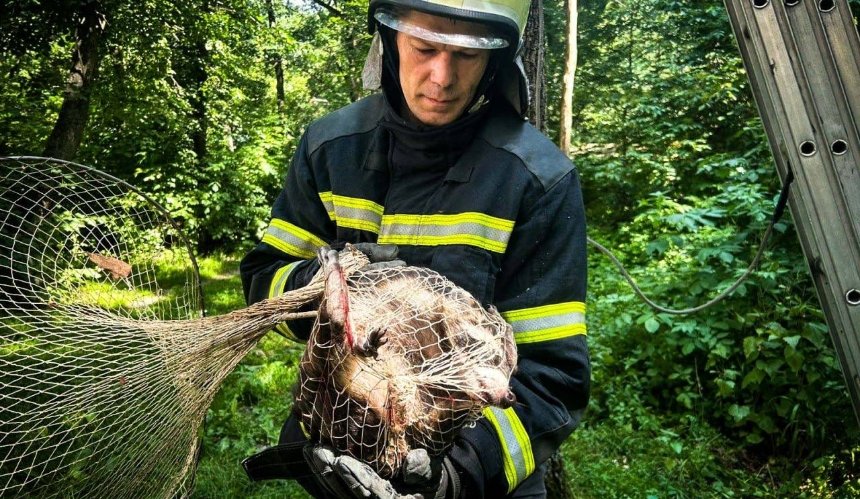 Тікала від ворожих обстрілів: у дендропарку на Київщині врятували єнотиху