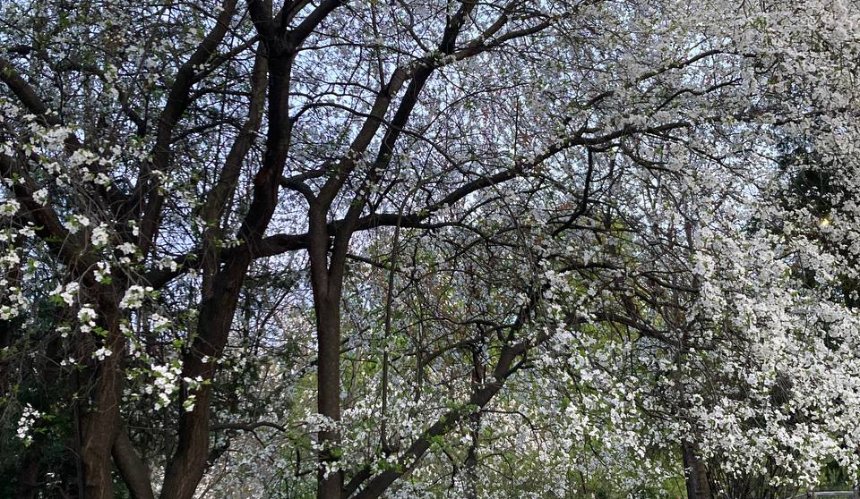 Увійшла у двадцятку найтепліших: якою була весна у Києві цього року