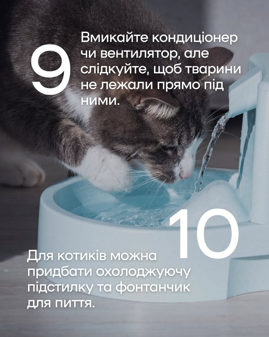 Як уберегти чотирилапих від літньої спеки Як уберегти чотирилапих від літньої спеки