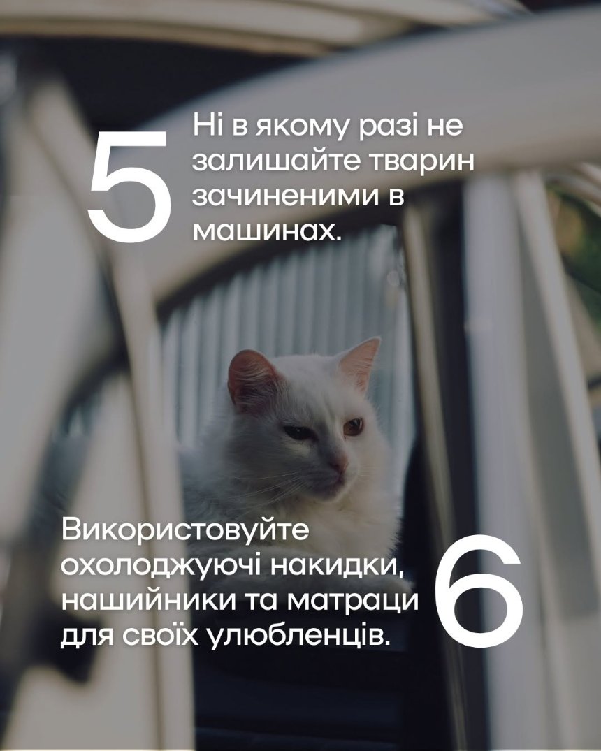 Як уберегти чотирилапих від літньої спеки Як уберегти чотирилапих від літньої спеки