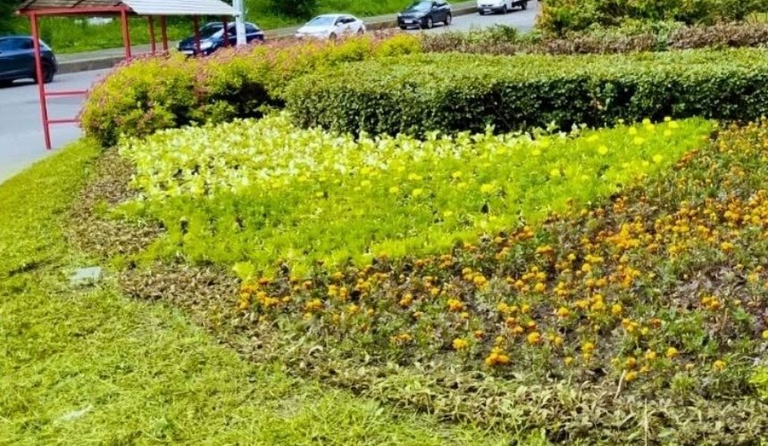 У парку "Березовий гай" на Подолі висадили 7 тисяч квітів: фото