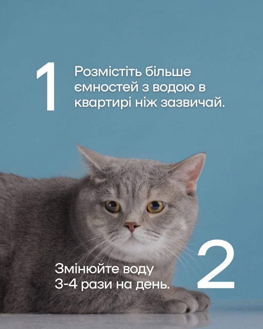 Як уберегти чотирилапих від літньої спеки Як уберегти чотирилапих від літньої спеки