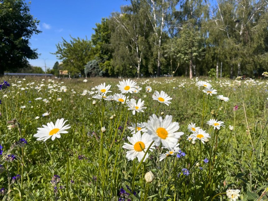 У Києві облаштували&nbsp;понад 2 гектари декоративних луків