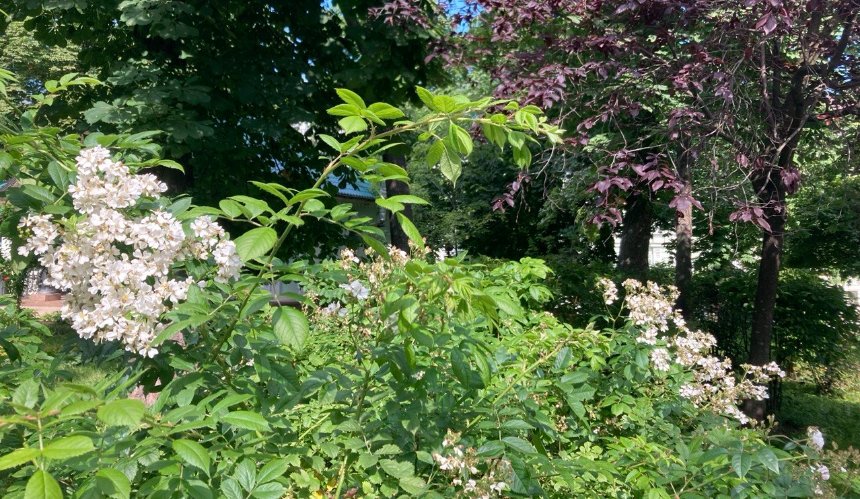 Спекотно до +31°C: якою буде погода у Києві наступного тижня