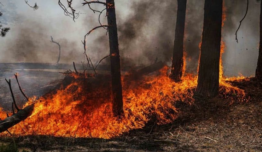 Ліквідація лісових пожеж у Чорнобильській зоні: який радіаційний фон