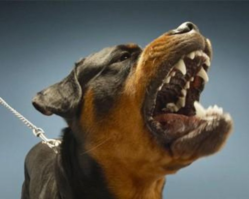 Нападение собак на граждан порядочных и не очень: советы юриста