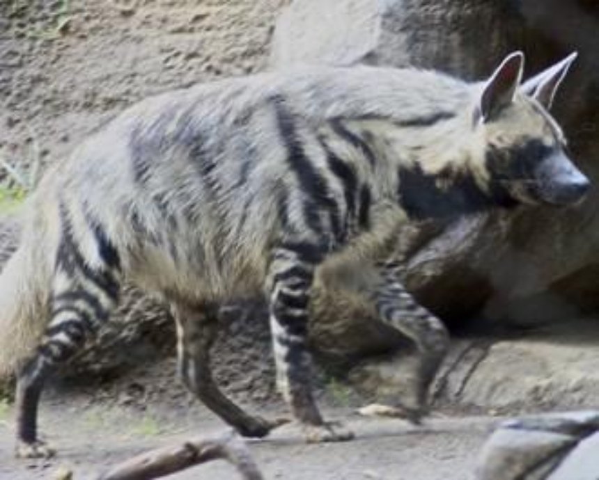 В киевский зоопарк завезли полосатых гиен