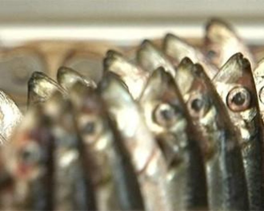 На киевских рынках продавали "бездокументную" рыбу неизвестного происхождения