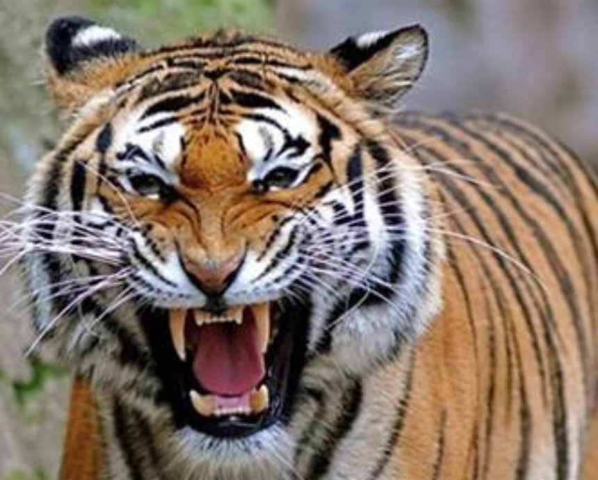 В Киевском зоопарке мужчина бросился в вольер с тиграми