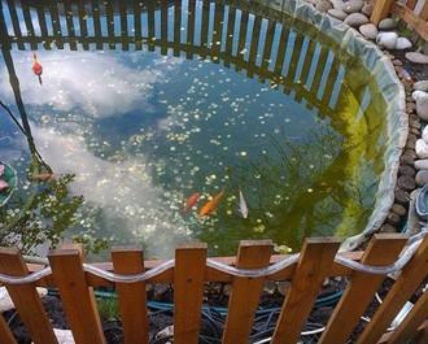 В дворике на Оболони жители создали пруд с золотыми рыбками (фото)