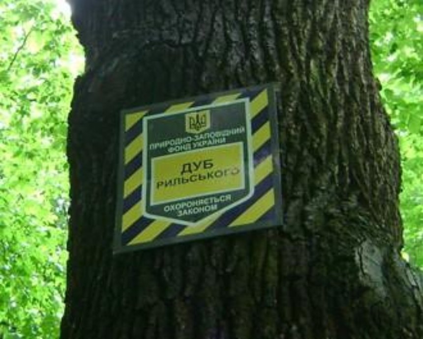 В киевском парке сломался дуб Рыльского