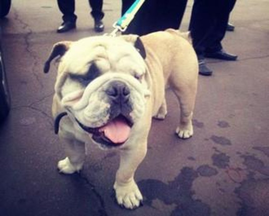 Киевские полицейские ищут хозяина пса-потеряшки