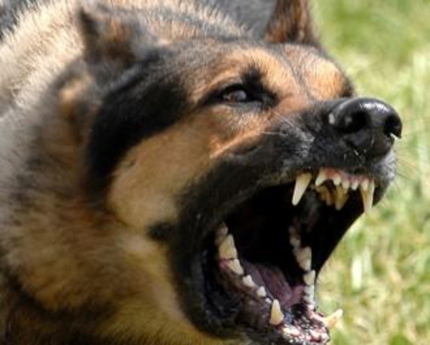 В Киеве полицейский застрелил агрессивную собаку