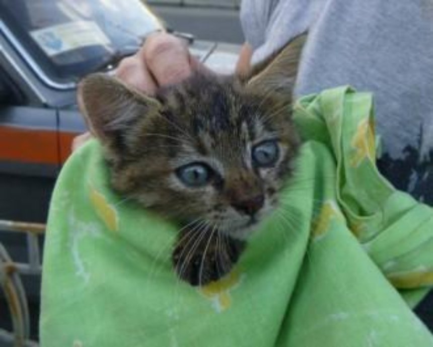 Kyiv Animal Rescue Group спасли котика на Оболони (фото)