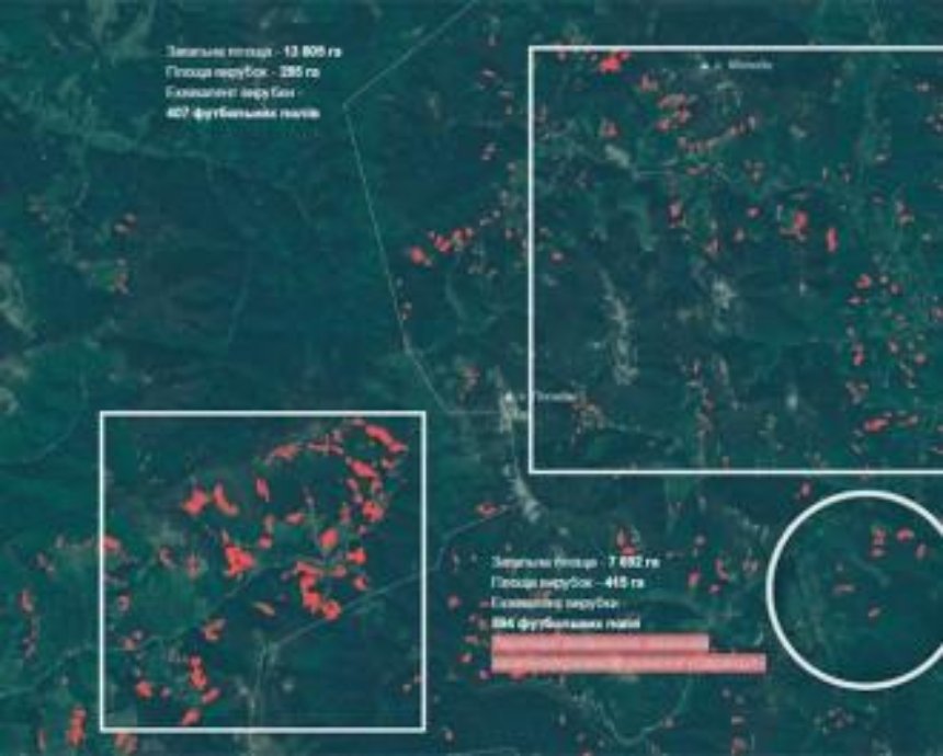Карпатская резня: как вырубают украинский лес