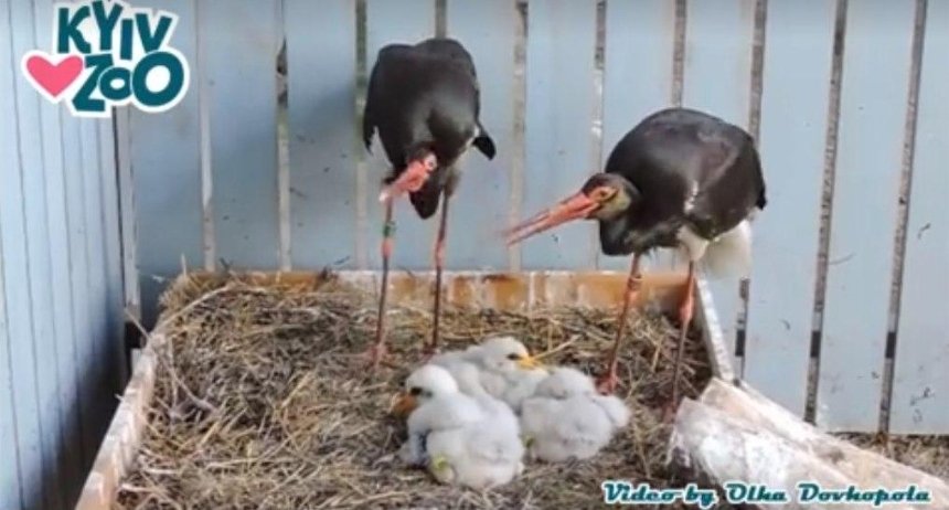 В столичном зоопарке появилось шесть редких птенцов (видео)