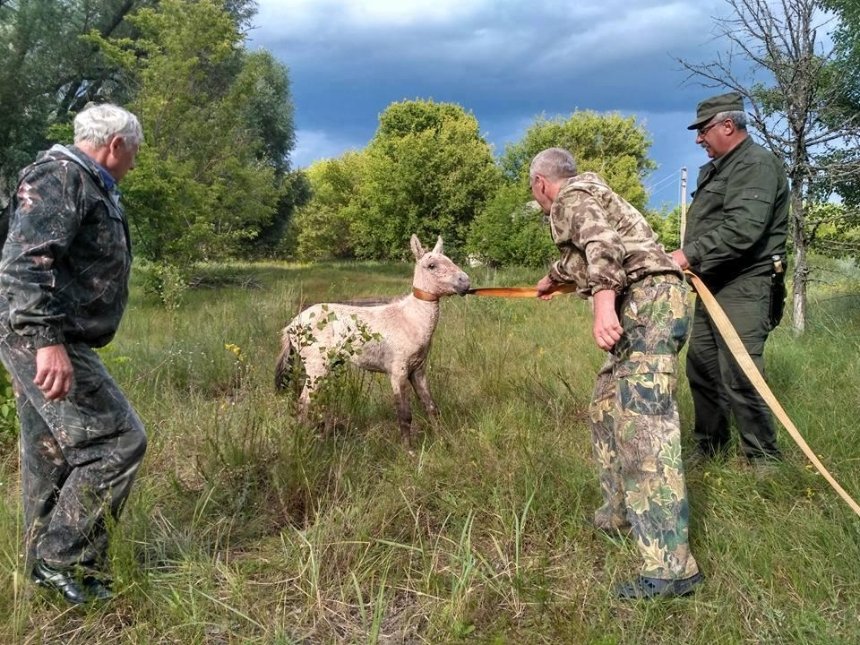 В зоне отчуждения экологи спасли детеныша лошади Пржевальского (фото)