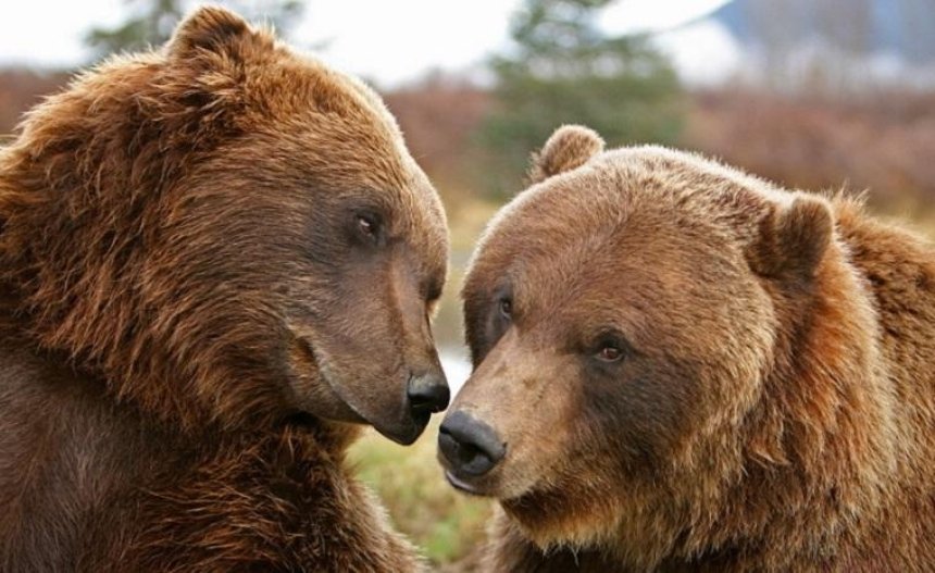 Київський зоопарк показав, як бавляться ведмедики (відео)