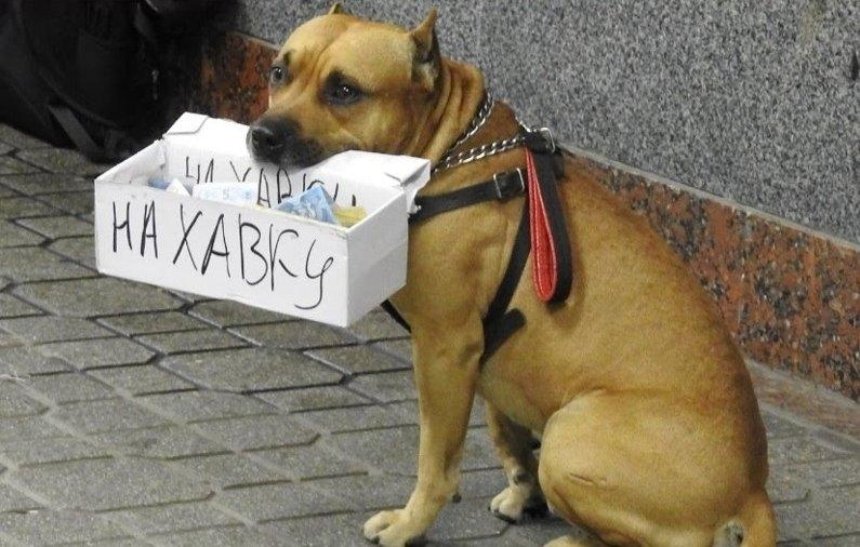Подпиши петицию: киевляне хотят запретить использовать животных для попрошайничества