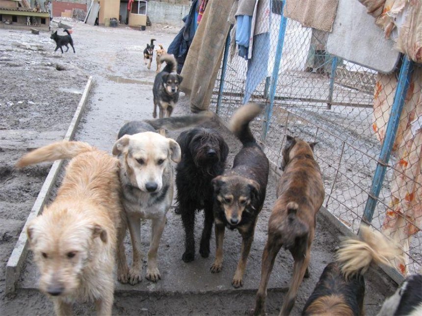 На ДВРЗ бродят стаи агрессивных бездомных собак