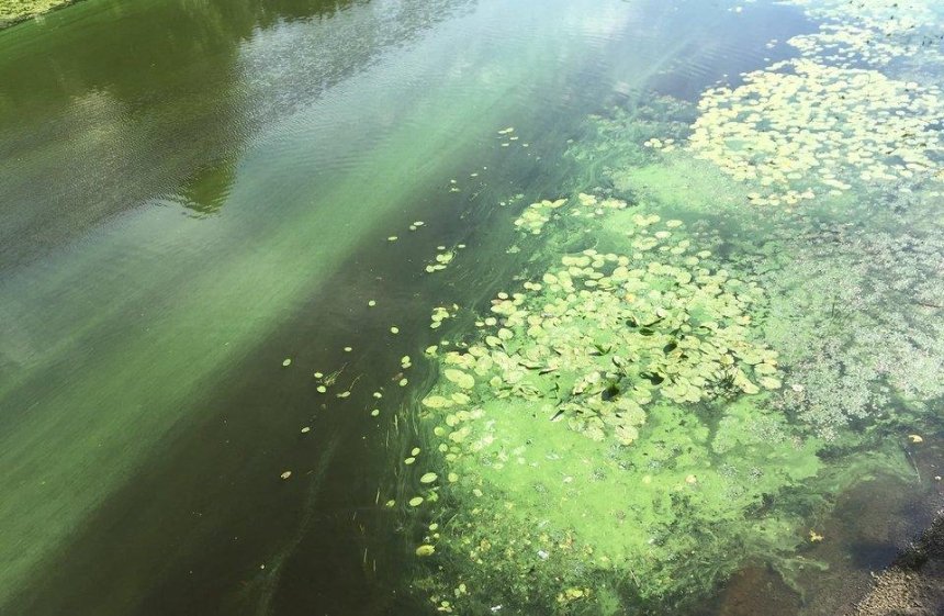 "Происходит что-то плохое": Днепр и Русановский канал стали зелеными (фото)