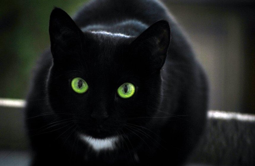 На Троєщині дитина шукає кішку з зеленими очима (фото)