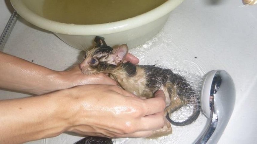 Химические котята: волонтеры спасли малышей из загрязненного ядами подвала (фото, видео)