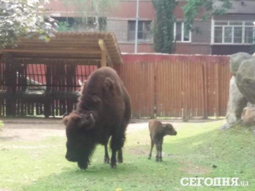 В киевском зоопарке родился маленький бизон (фото)