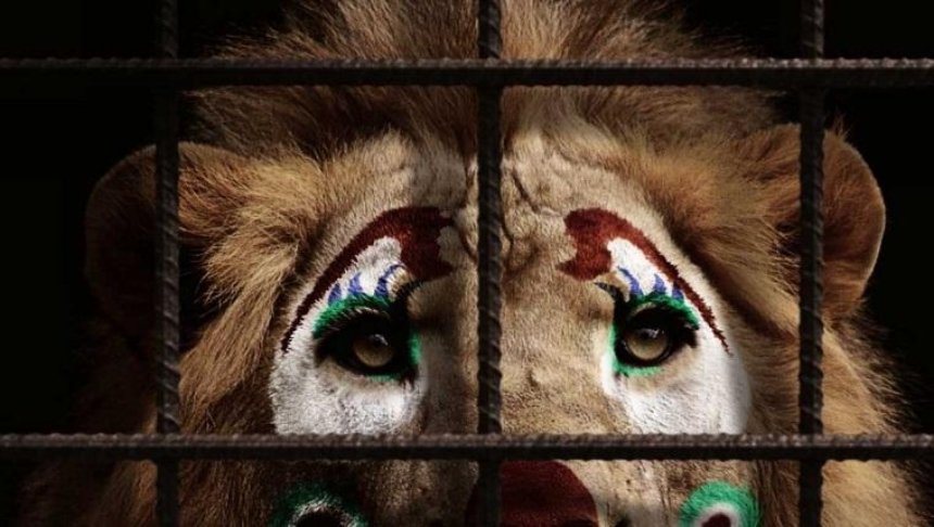 В Киеве пройдет акция за цирк без животных