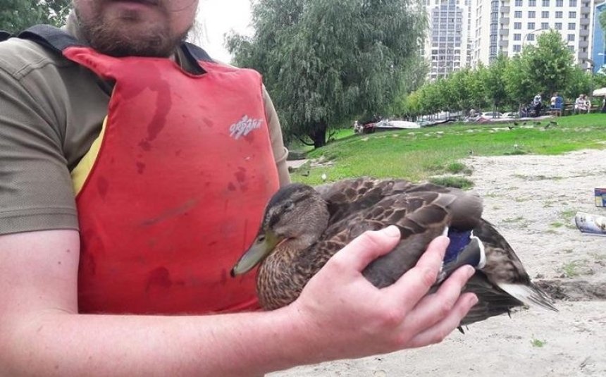 Волонтери врятували двох отруєних качок з озера на Теремках (фото)