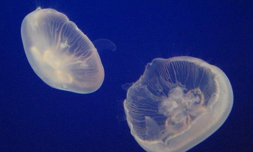 В Днепре на Оболони заметили медуз (видео)