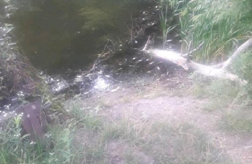 На Голосеевских прудах массово гибнет рыба 