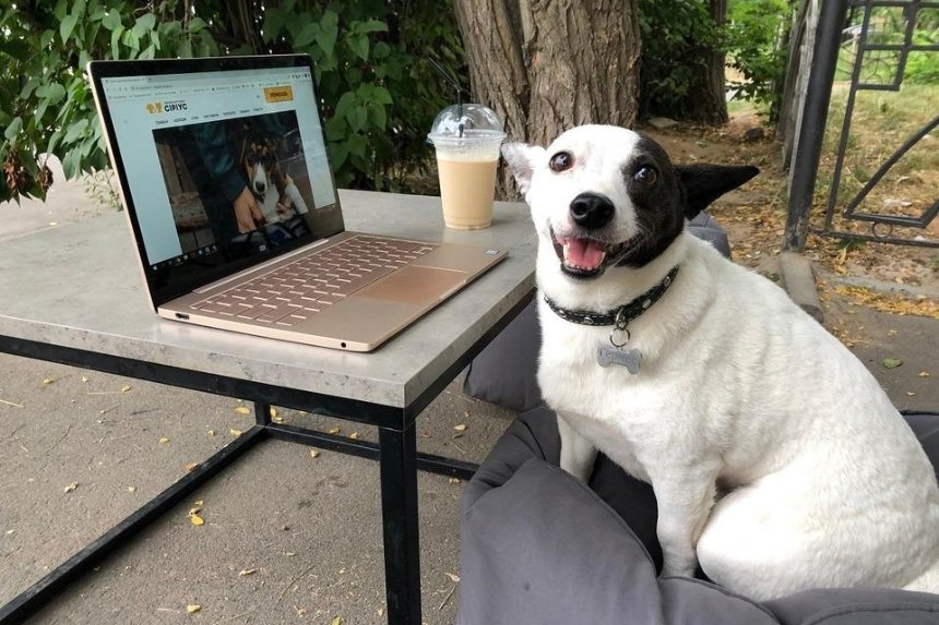 Приют «Сириус» запустил на сайте рубрику от пса Гермеса — он учит людей и животных жить вместе