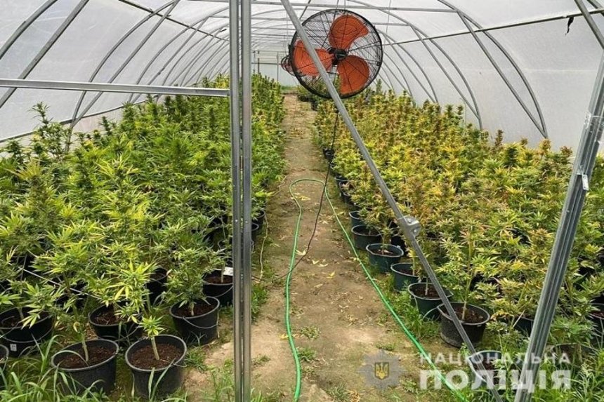 В Киеве мужчина выращивал в теплице каннабис общей стоимостью 5 млн грн
