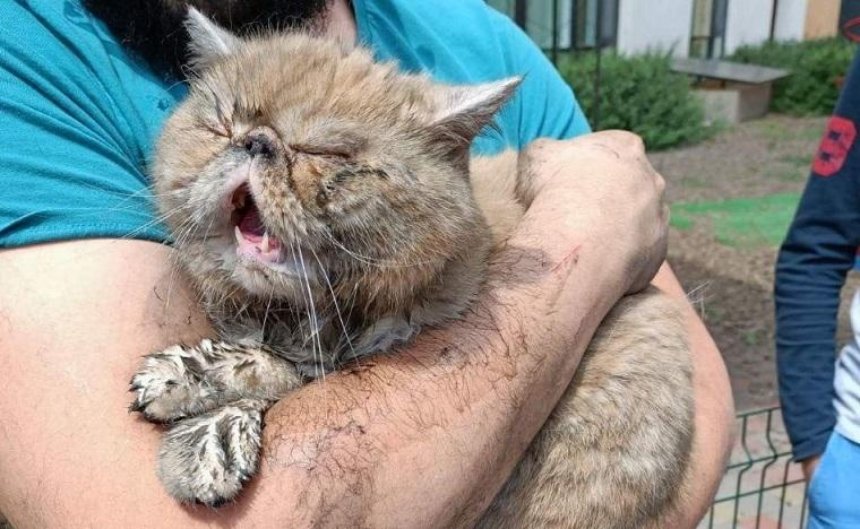 Во время пожара в Голосеевском районе спасли кота