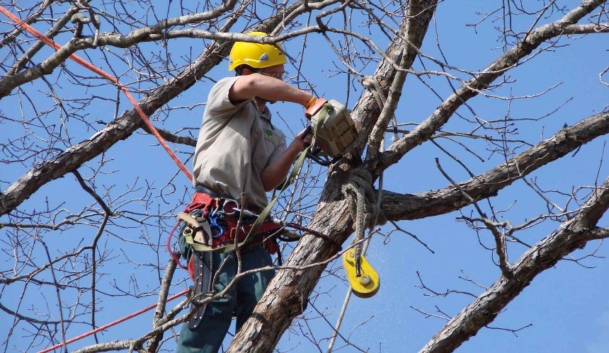 «Київзеленбуд» разработал первые в Украине правила ухода за кронами деревьев