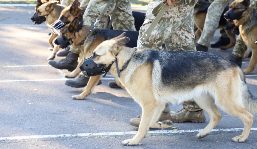 День Независимости Украины: сокращение рабочего дня и служебные собаки на параде