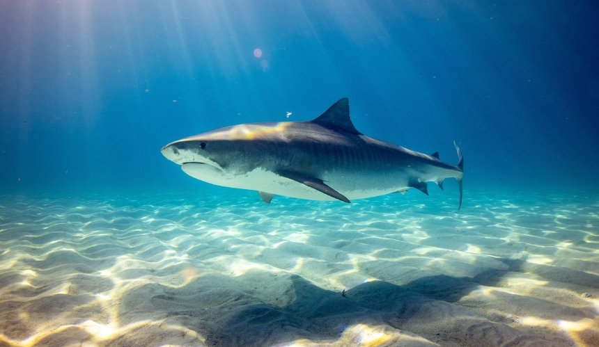 Австралийские ученые призвали отказаться от термина «нападение акулы»: причина