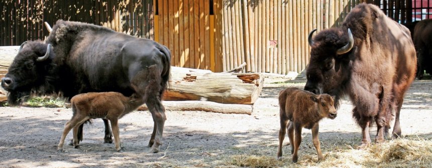Бізончики Київського зоопарку