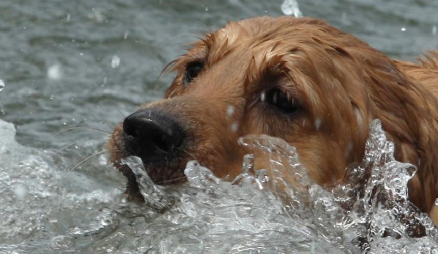 Собака у воді