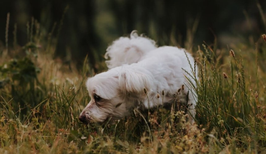 Пес в траві