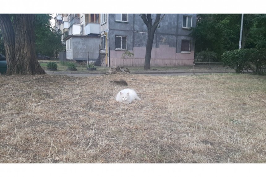 Кіт в сухій траві