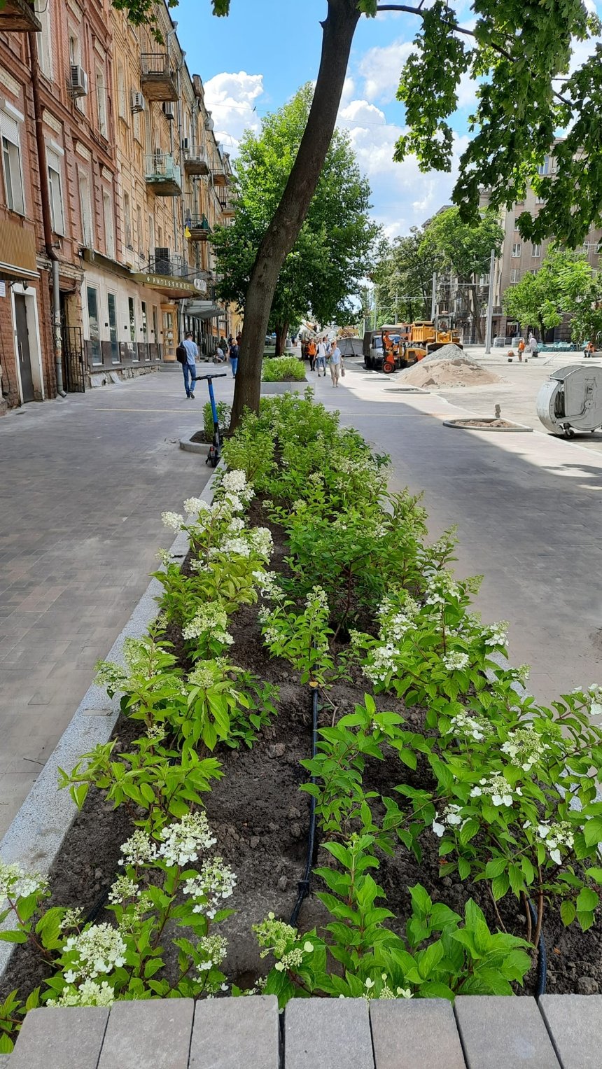 У Києві під час ремонту вулиці Пирогова зрубали три дерева: фото